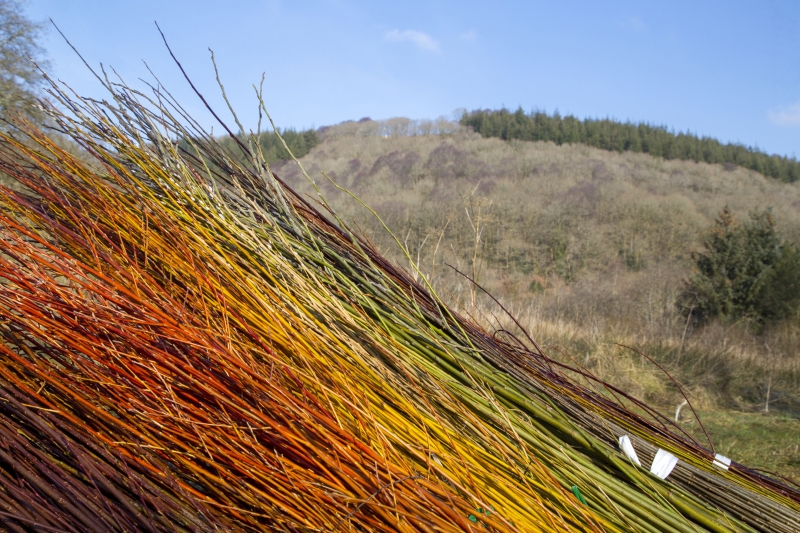 West Wales Willows